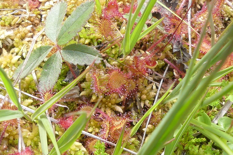 Annexe P1020689 - r.JPG