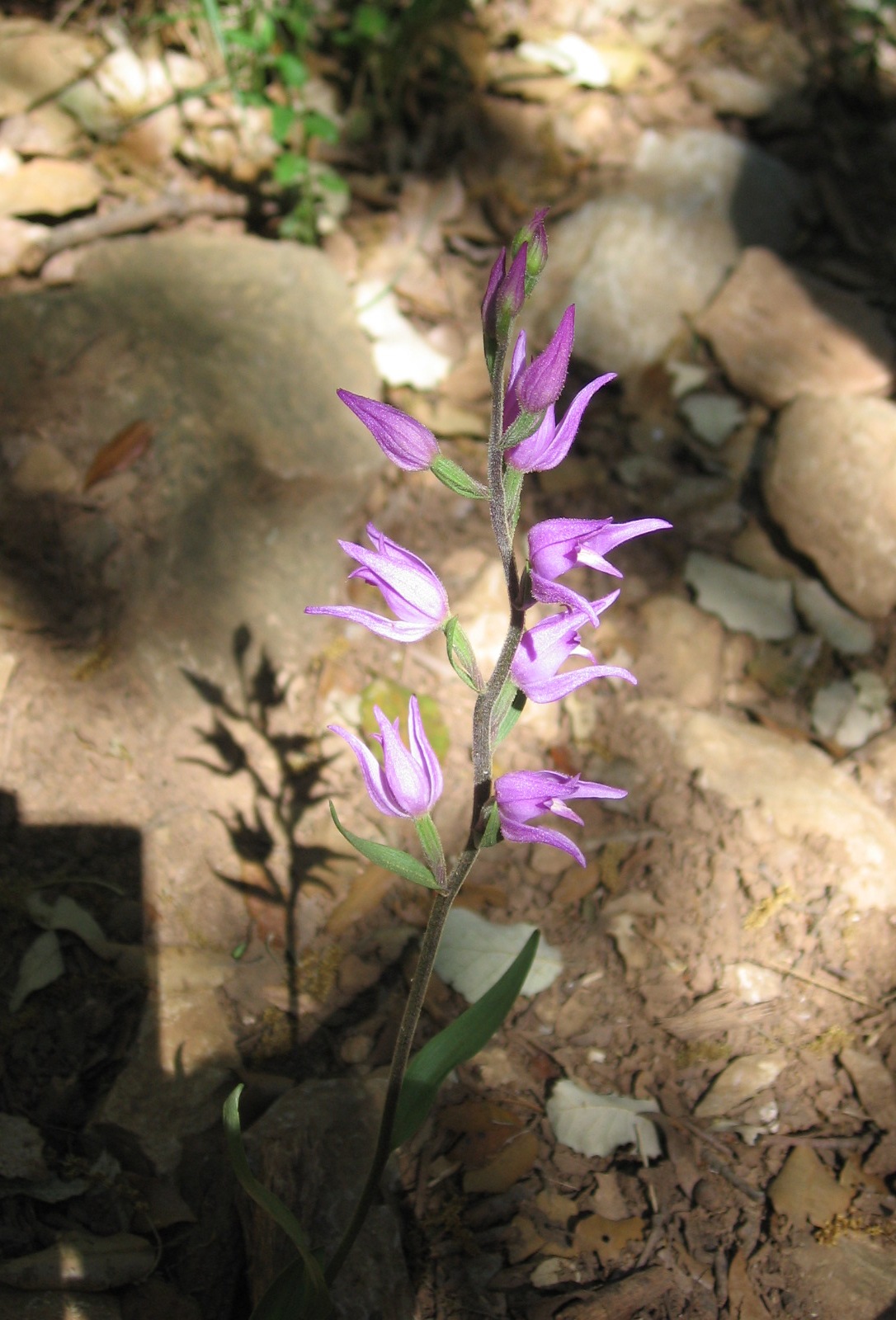 Annexe Helleborine, Red photo.jpg