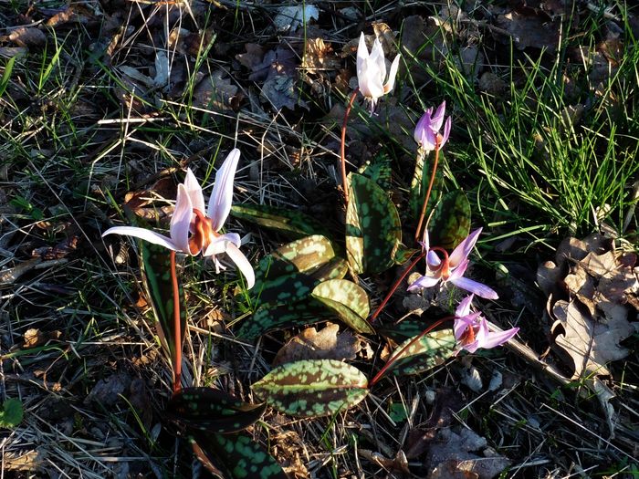 Annexe Erythronium dens-canis  à PORCIEU AMBLAGNEU le 21 mars 2017.JPG