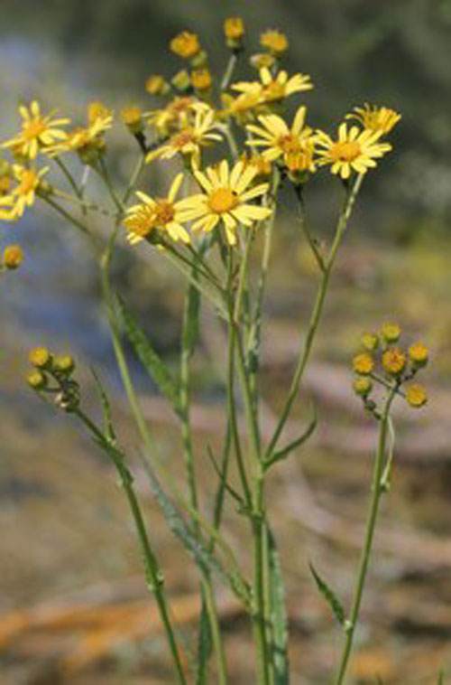Annexe senecon des marais1.jpg