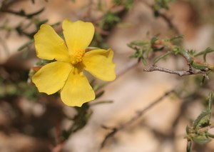 Annexe 122853 Fumana procumbens.jpg