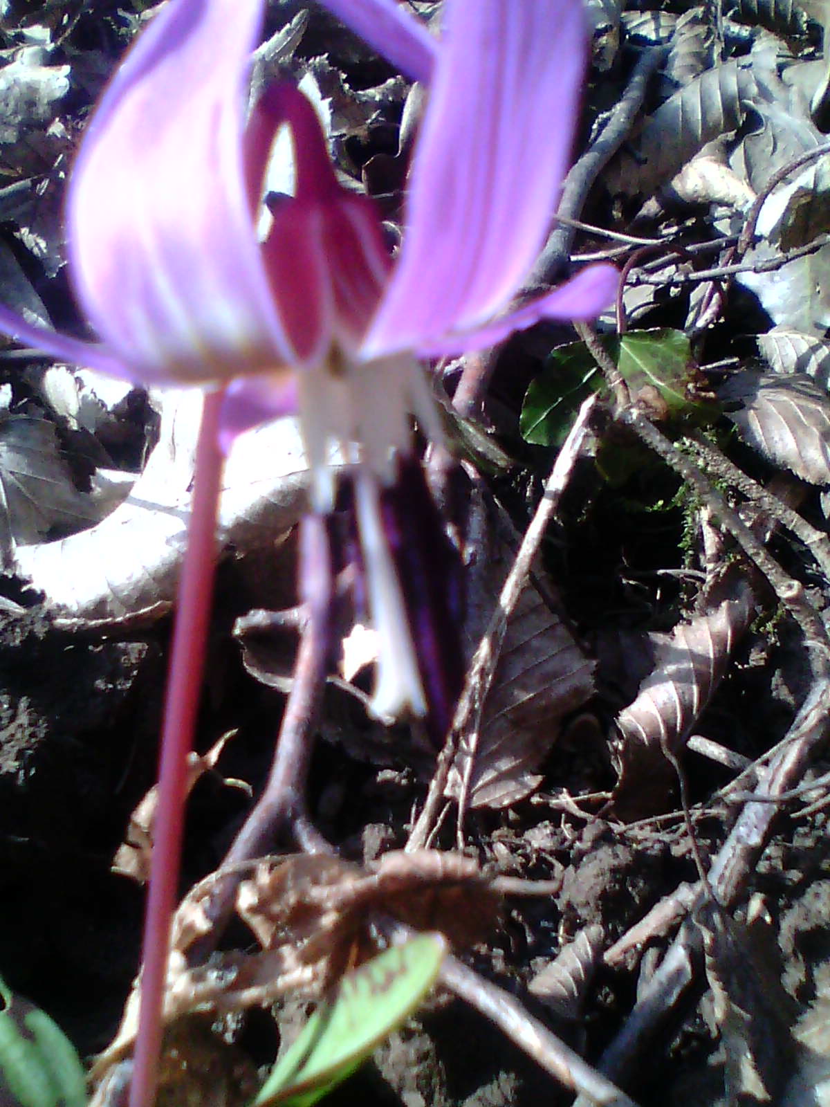 Annexe 2015-03-07-Erythrone -01-Amblagnieu.jpg