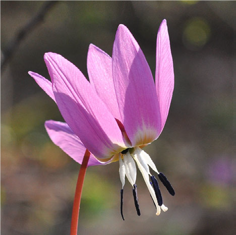 Annexe Fanfaloche Francini 6.png