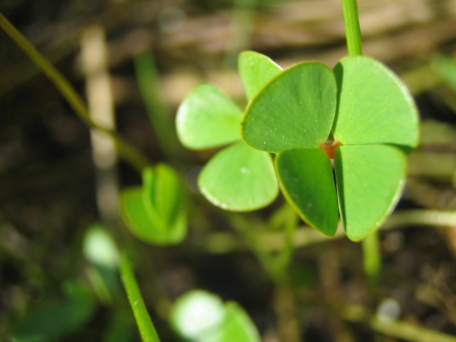 Annexe httpapi.tela-botanica.orgimg000147259O.jpg