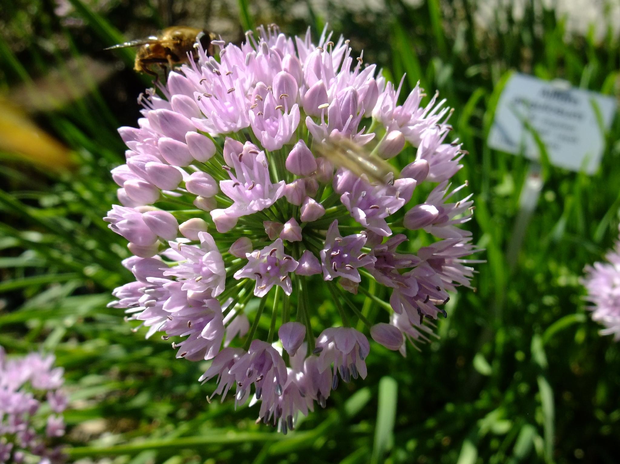 Annexe Allium angulosum.jpg