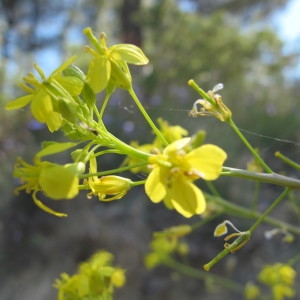 Annexe Brassica elongata.jpg