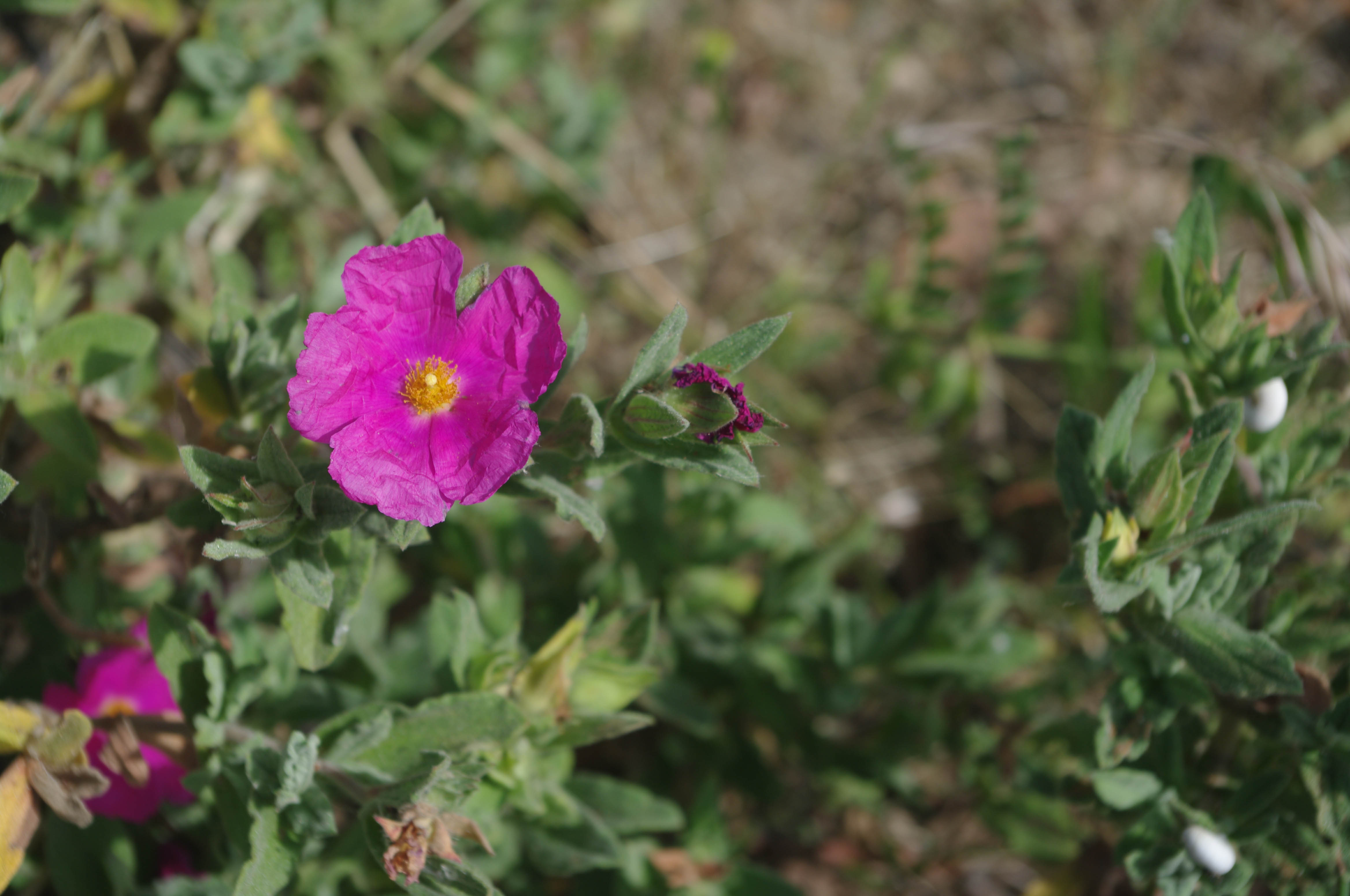 Annexe Cistus Crispus L..jpg