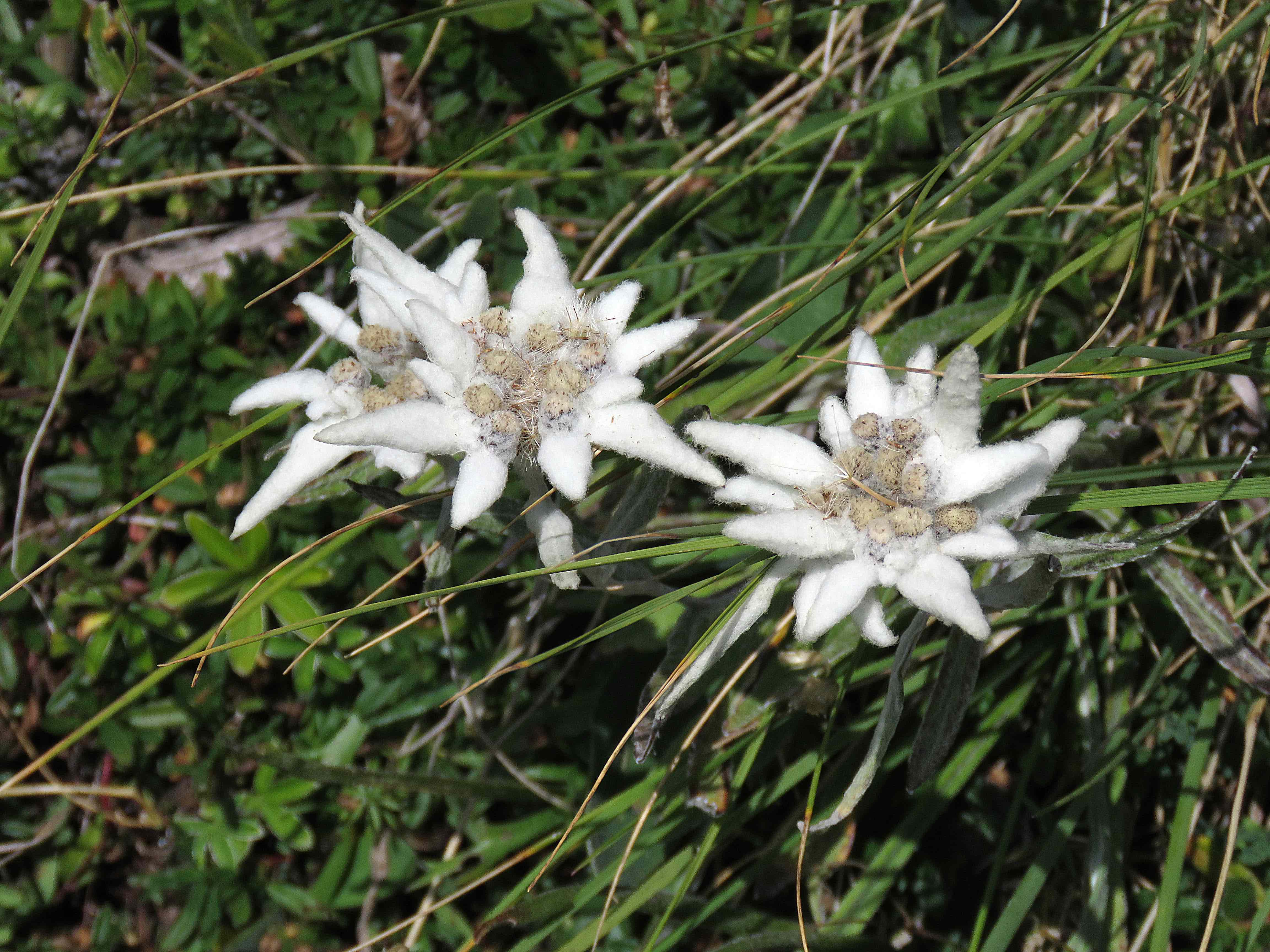 Annexe IMG_1755b.jpg