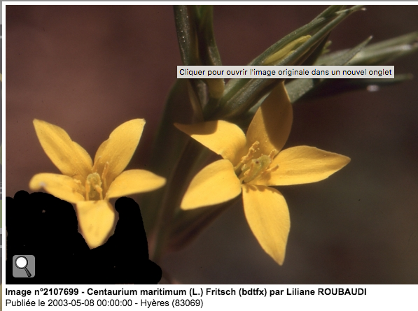 Annexe Centaurium maritimum (L.) Fritsch 2.png