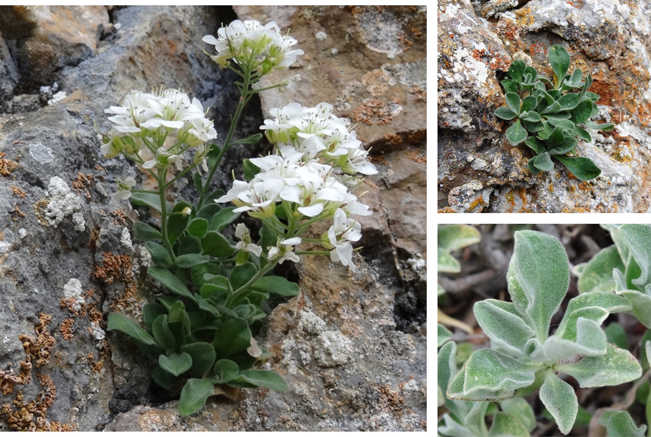 Annexe Alysson des Pyrénées_modifié-1.jpg