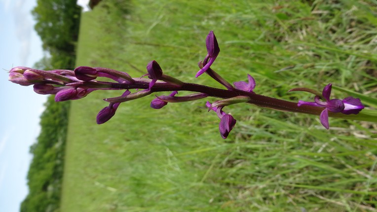 Annexe A laxiflora.jpg