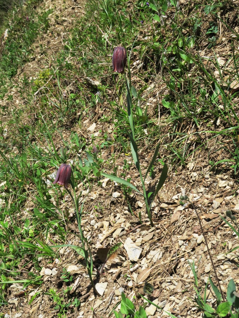 Annexe IMG_5118_3_compressée.jpg