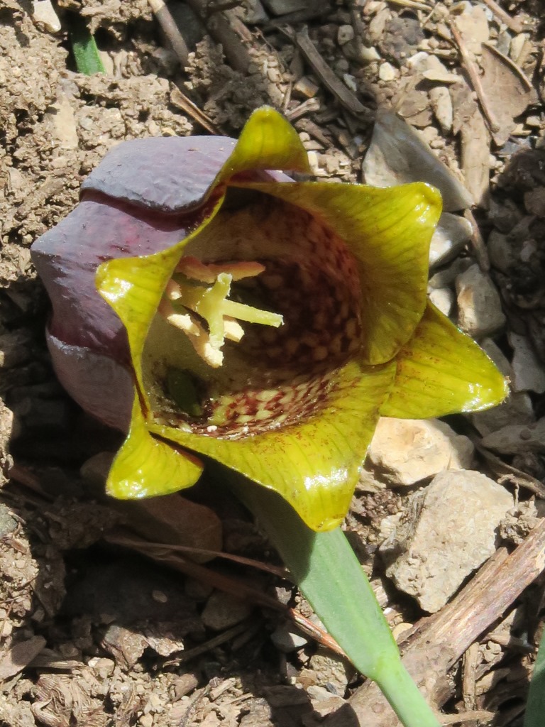 Annexe IMG_5125_compressée.jpg