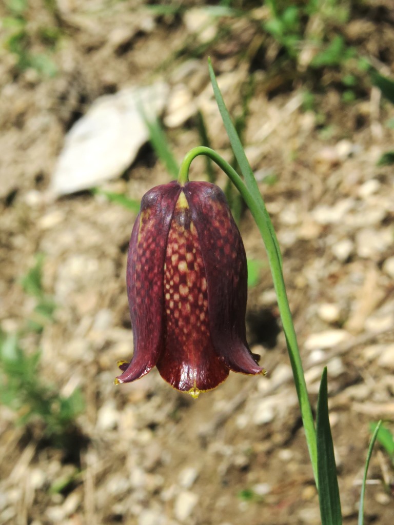 Annexe IMG_5126_2_Compressée.jpg