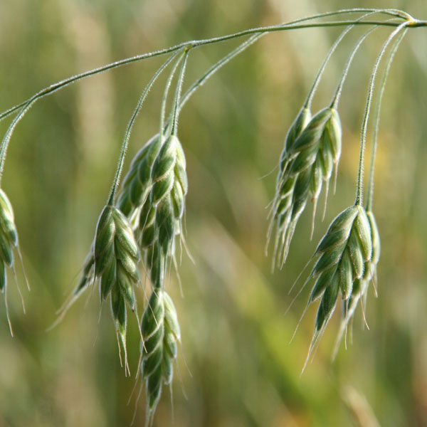 Annexe Bromus_grossus-01.jpg