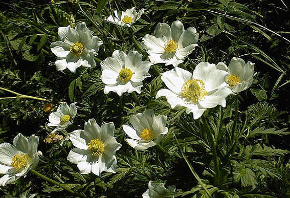 Annexe anemone_sylvestre_1.jpg