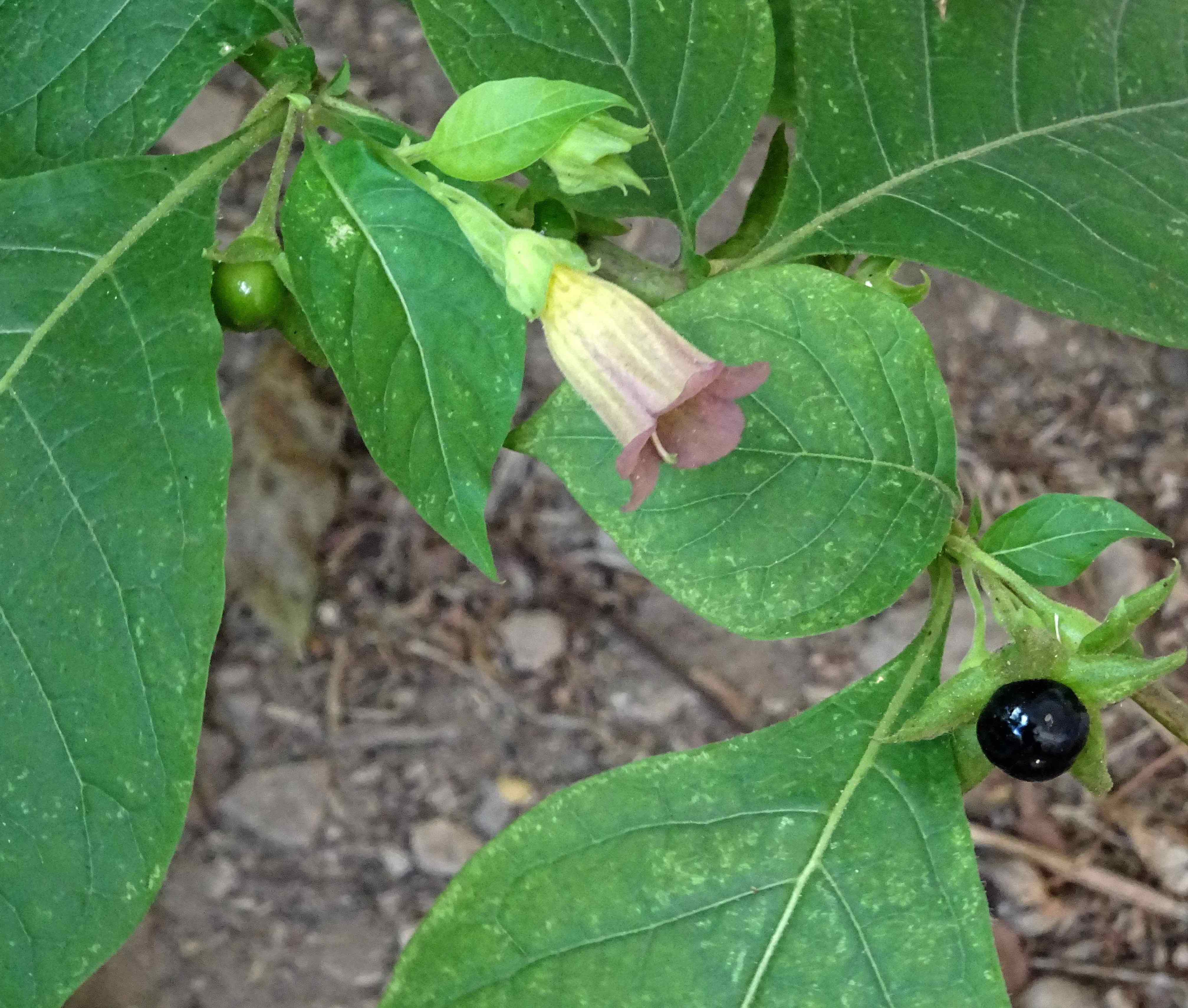 Annexe belladone.jpg