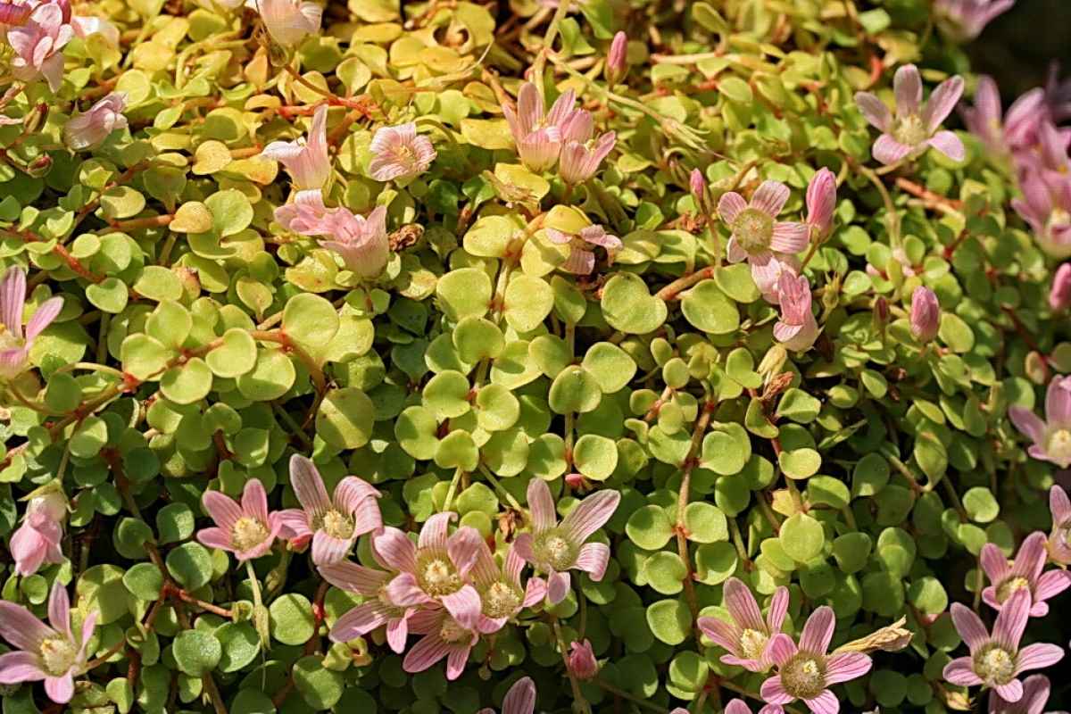 Annexe mouron-delicat.jpg