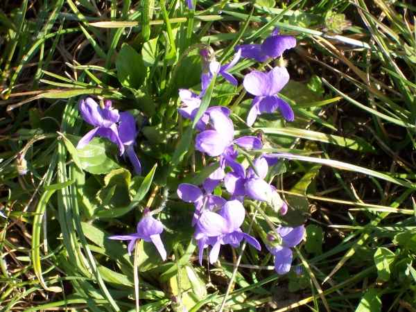 Annexe petite-violette.jpg