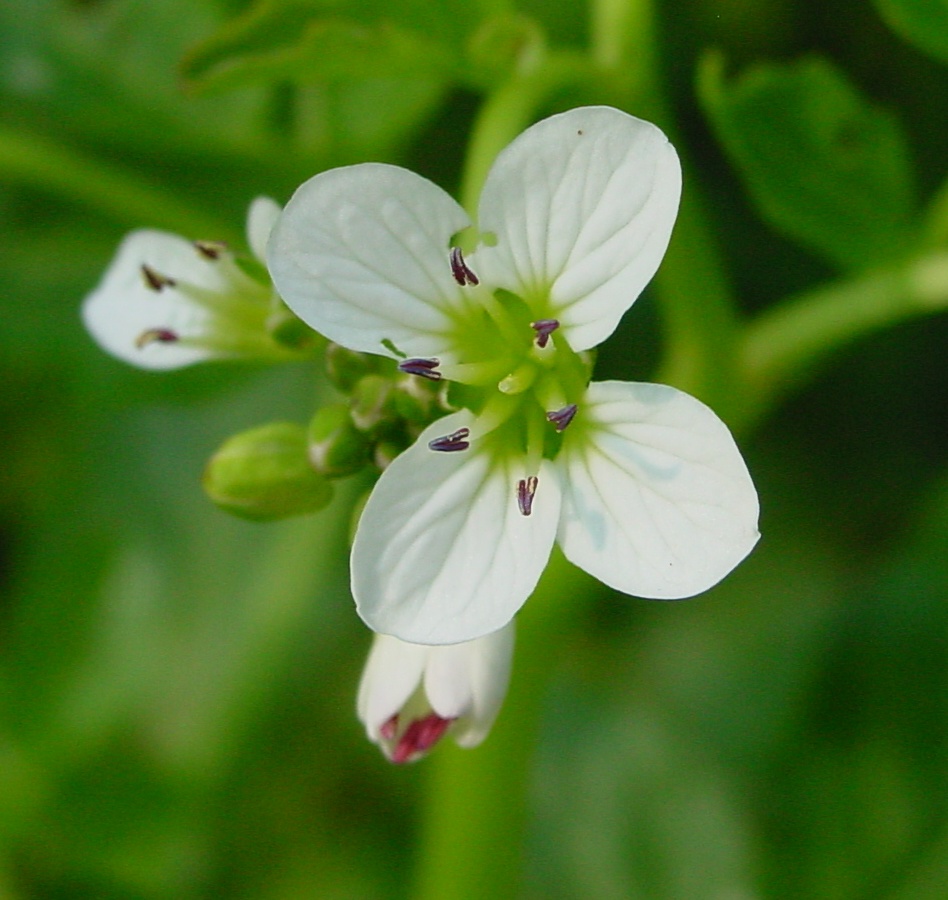 Annexe Cardamine_amara_IP0105026.jpg