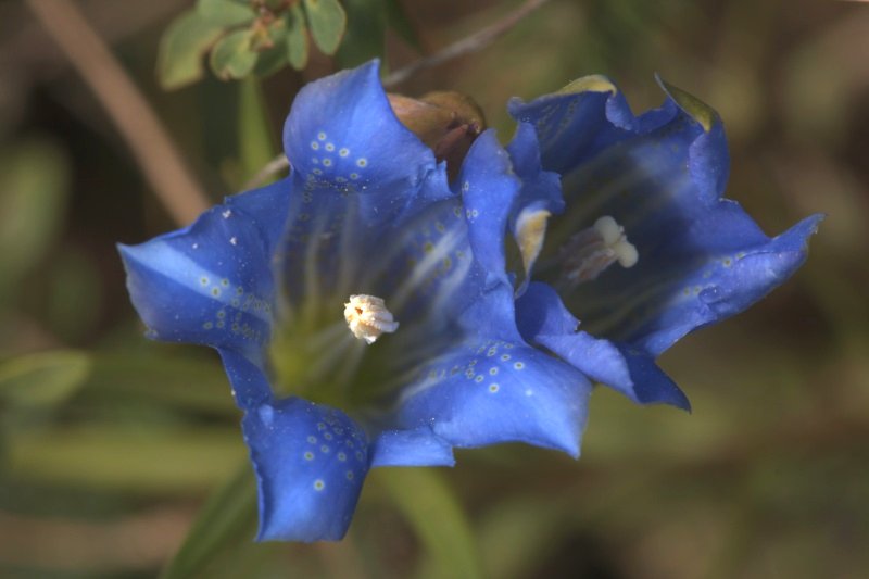 Annexe Gentiana_pneumonanthe.jpeg