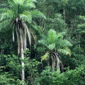 Annexe 1 acrocomia karuke.jpg