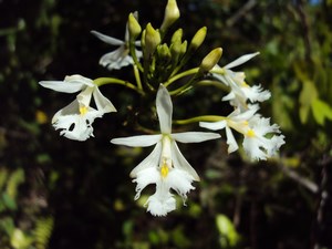 Annexe 2 Epidendrum calanthum subsp..jpg