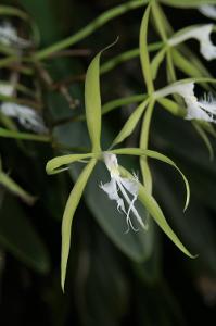 Annexe 3 Epidendrum ciliare.jpg