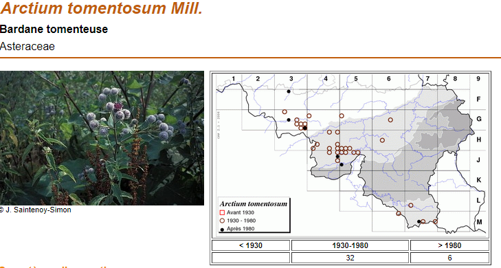 Annexe Bardane tomenteuse.PNG