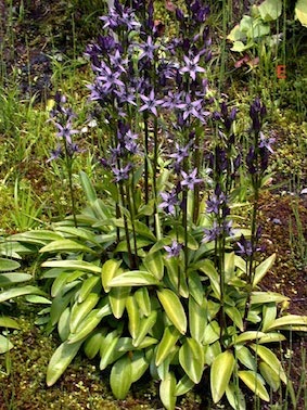 Annexe swertia_perennis1.jpg