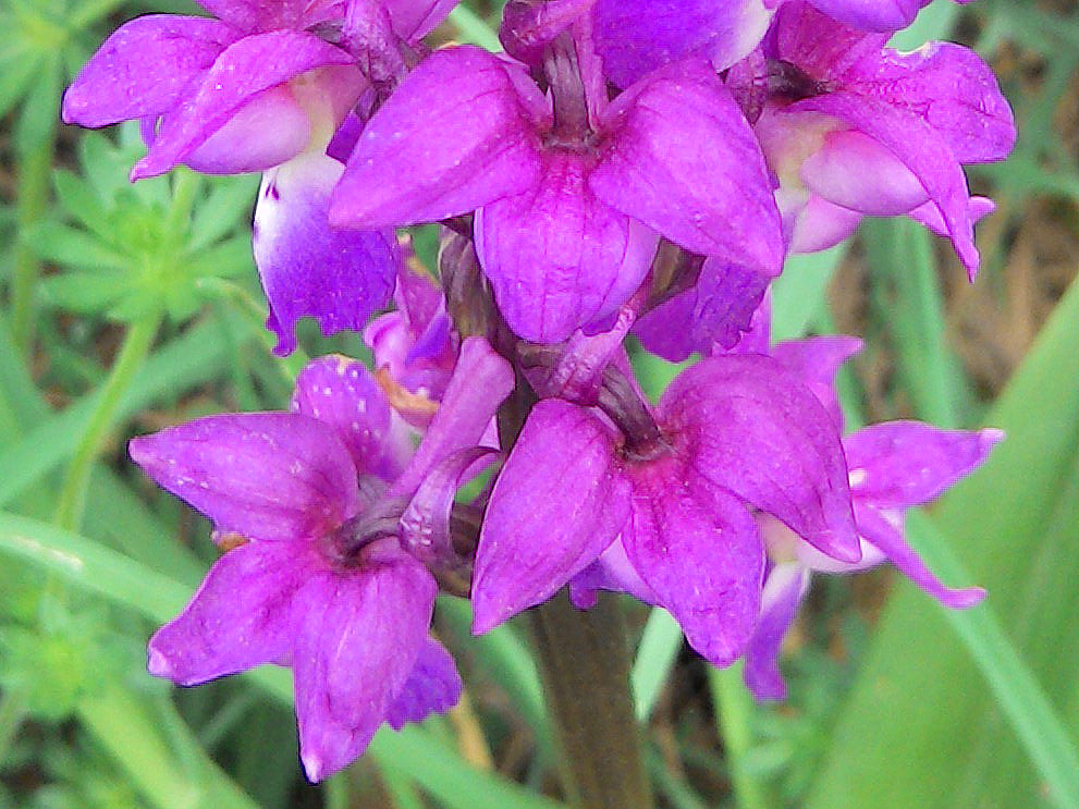 Annexe Orchis1.jpg
