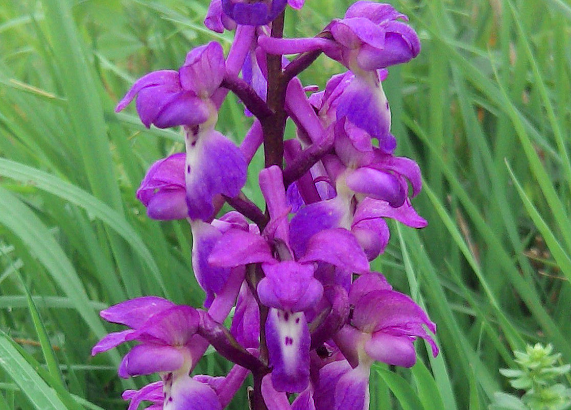 Annexe orchis3.jpg