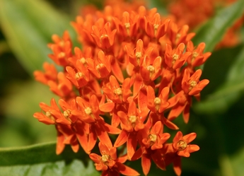 Annexe Asclepias tuberosa var interior.jpg