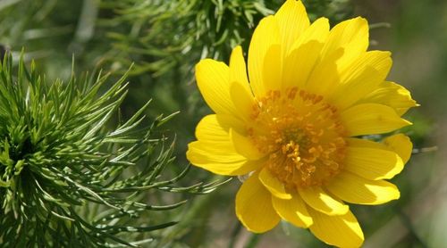 Annexe Adonis-vernalis-800x445.jpg