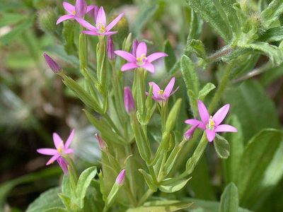 Annexe Centaurium pulchellum Haouz 400m El Kelaa F. Dupont.JPG