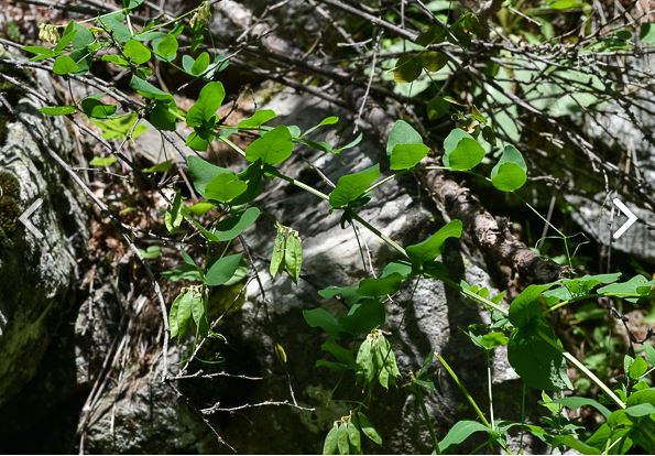 Annexe Vicia pisiformis de FloreAlpes.JPG