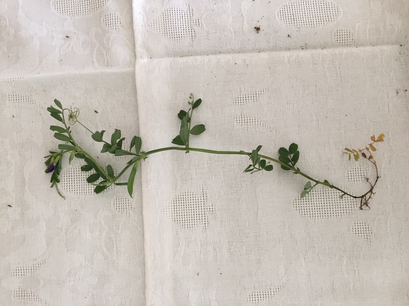 Annexe Gesse anguleuse.JPG