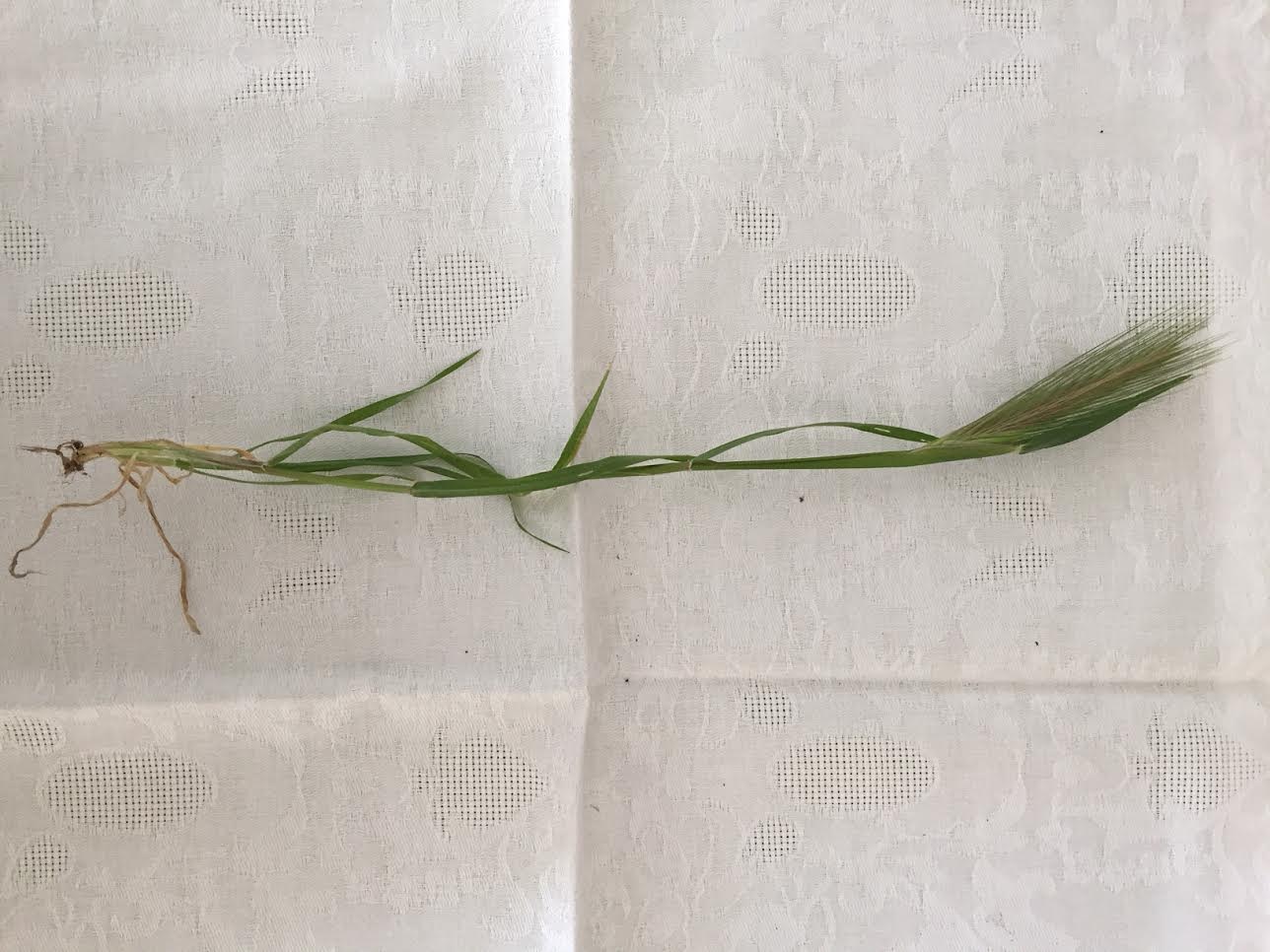 Annexe Orge des rats.jpg