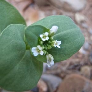 Annexe img001262200CRS.jpg