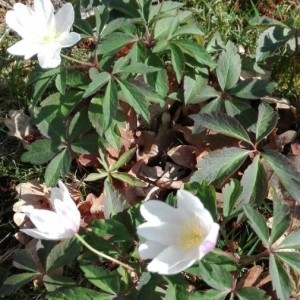 Annexe anemone sylvestris.jpg