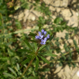 Annexe asperula arvensis.jpg