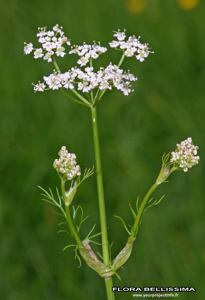 Annexe carum carvi.jpg