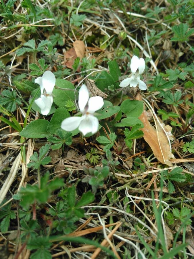 Annexe 0270772D-8A15-4880-B98F-18241771648A.jpeg