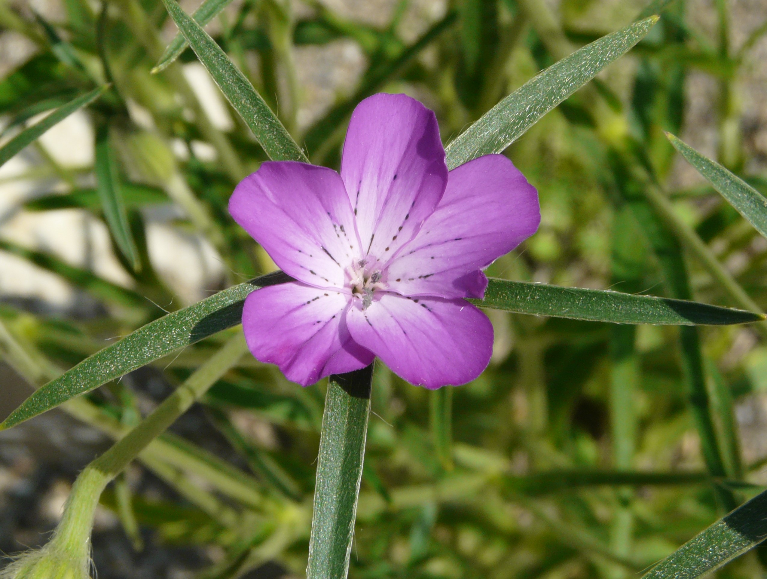 Annexe Nielle des blés.jpg