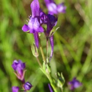 Annexe CR Linaire de Pélissier (Linaria pelisseriana) .jpg