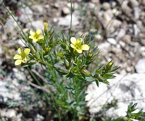 Annexe 290px-Linum_strictum01.jpg