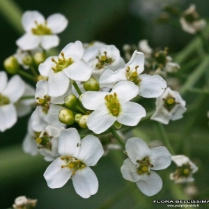 Annexe Crambe maritima L.