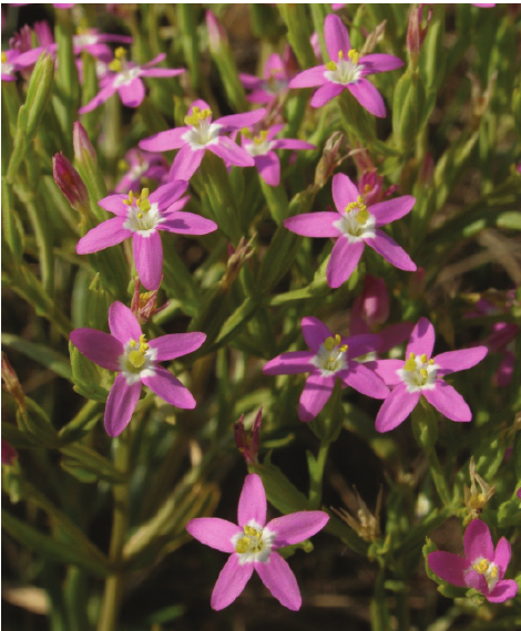 Annexe Schenkia-spicata-photo-B-Biel.png