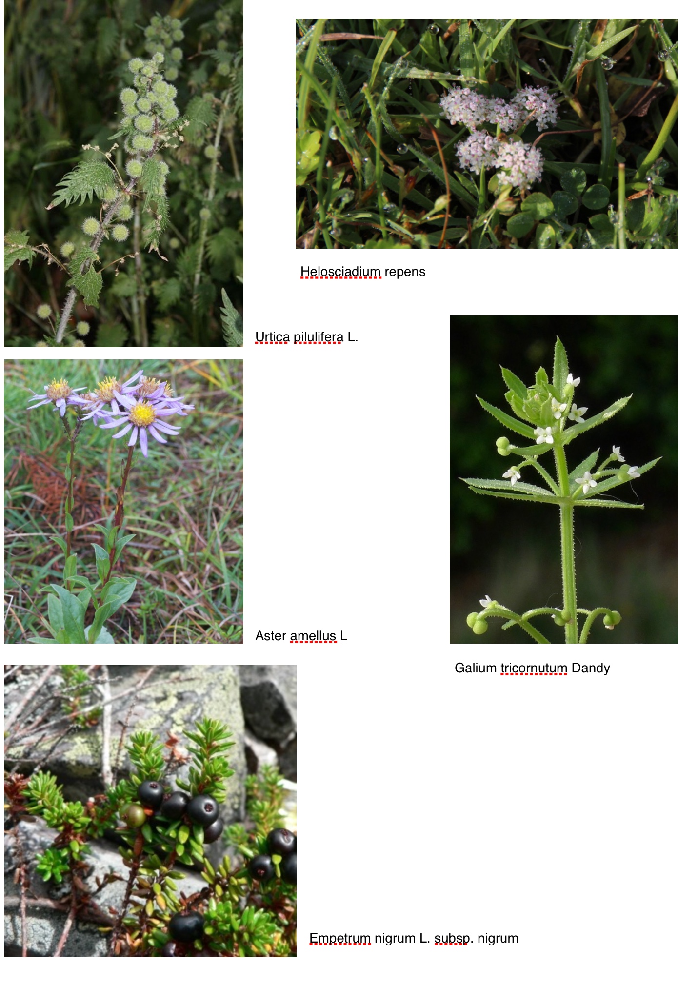 Annexe 5 précieuses de Rhone Alpes.jpg