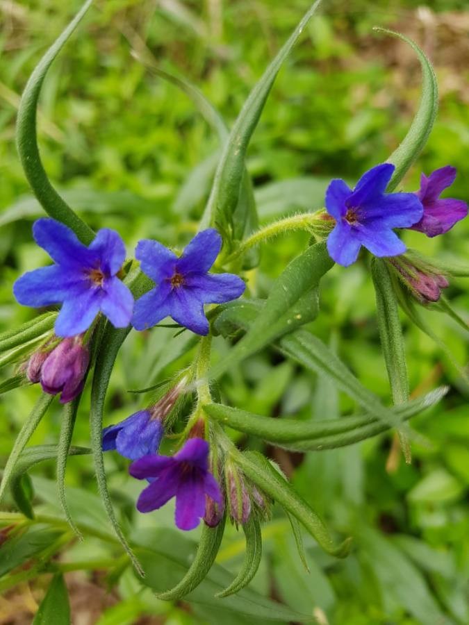 Annexe Buglossoides purpurocaerula L.jpg